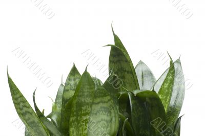 House plant isolated on white closeup