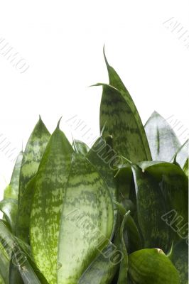 House plant isolated on white close up