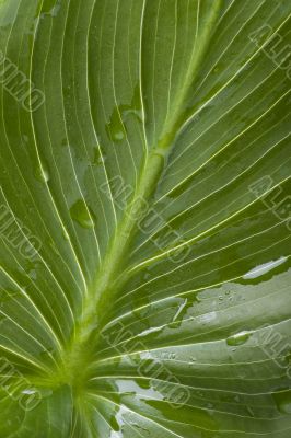 House plant macro