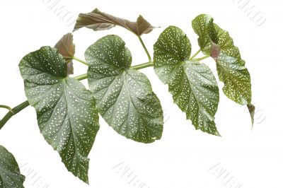 House plant macro