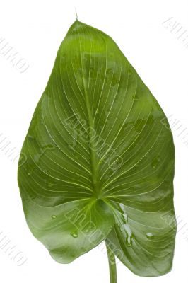 House plant on white