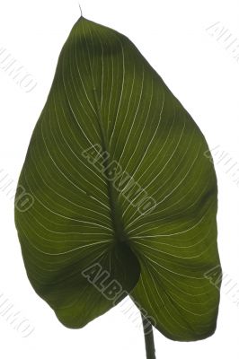 House plant on white background