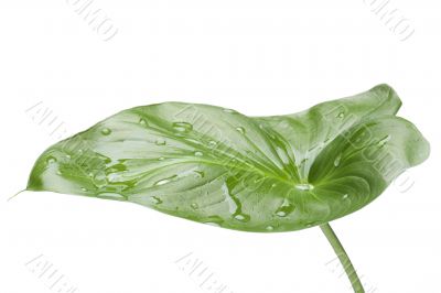 House plant on white close up