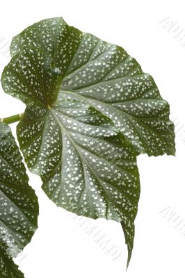 House plant on white macro