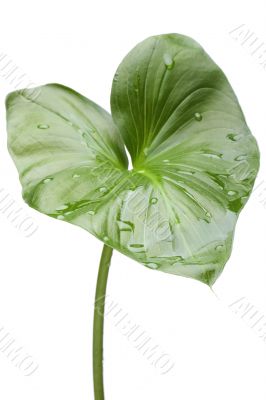 House plant