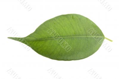 leaf 