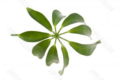 leaf isolated on white