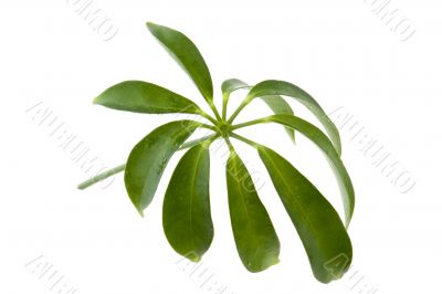 leaf isolated on white background