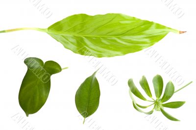 leaf macro isolated on white