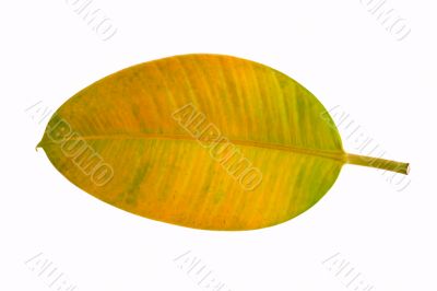 leaf macro isolated on white background