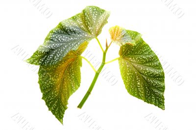 leaf macro on white