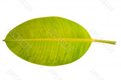 leaf macro on white background