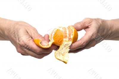 mandarin in hand