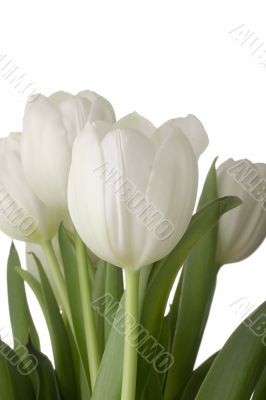 White Tulips