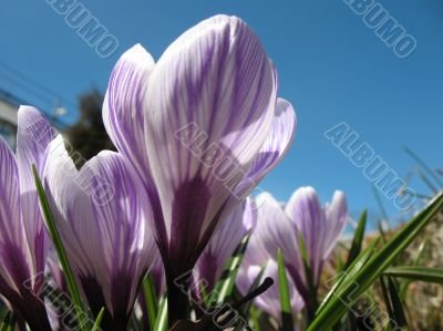 White crocus with purple veins