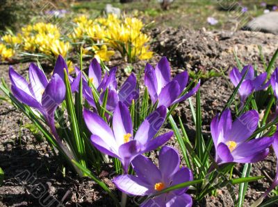 Blooming purple crocus