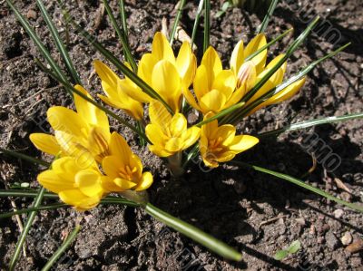 Blooming  yellow  crocus