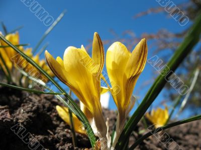 Blooming  yellow  crocus.