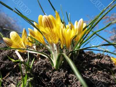 Blooming  yellow  crocus