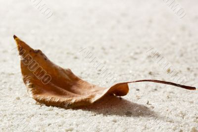 Dry Leaf