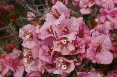 Pink Flowers