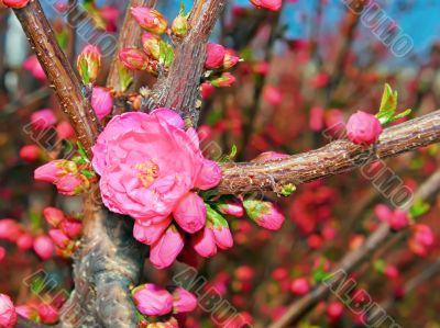 Flowering spring tree