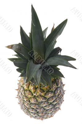 pineapple 