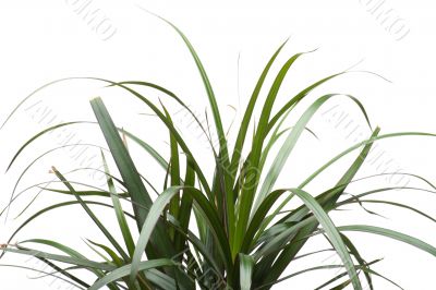 plant closeup
