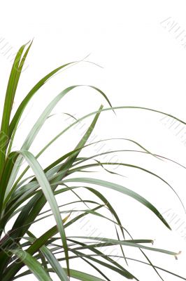 plant close up