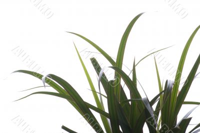 plant macro