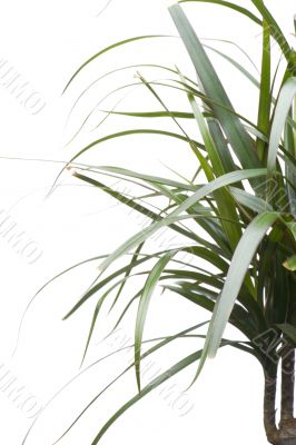 plant macro on white