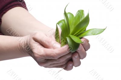 Plant on hand