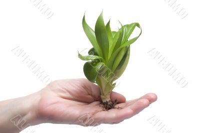 Plant on hand closeup