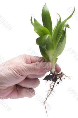 Plant on hand on white