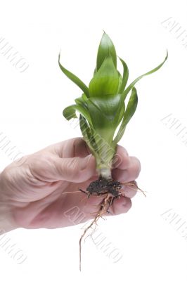 Plant on hand on white background