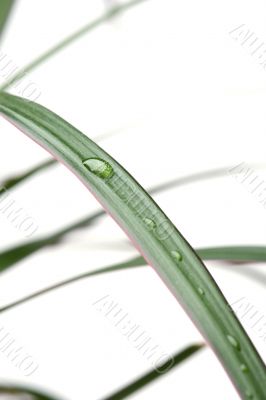 plant with drops