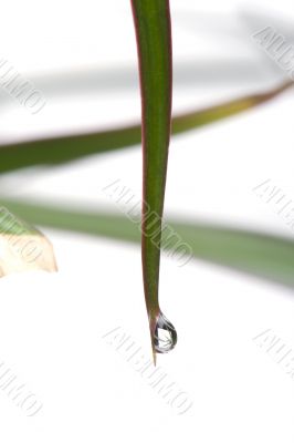 plant with drops closeup