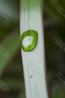 plant with drops closeup