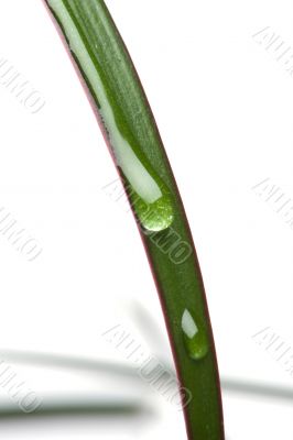 plant with drops macro