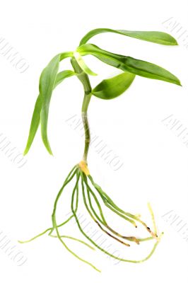 plant with root