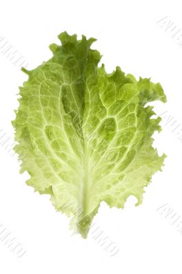 salad on white