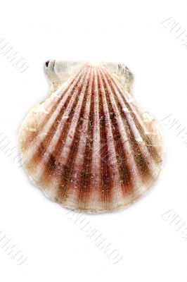 sea shells