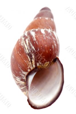 sea shells on white