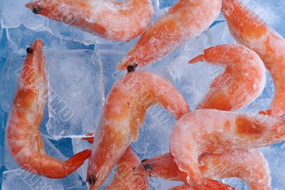 shrimp with ice