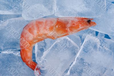 shrimp with ice macro