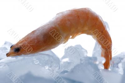 shrimp with ice on white background