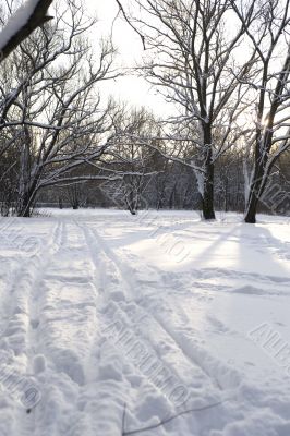 ski track in the winter forest