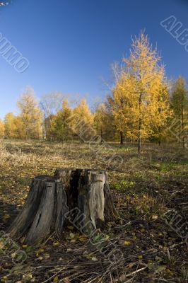 stub in autumn park