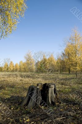 stub in the autumn park