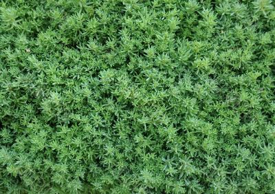 Closeup Hedge
